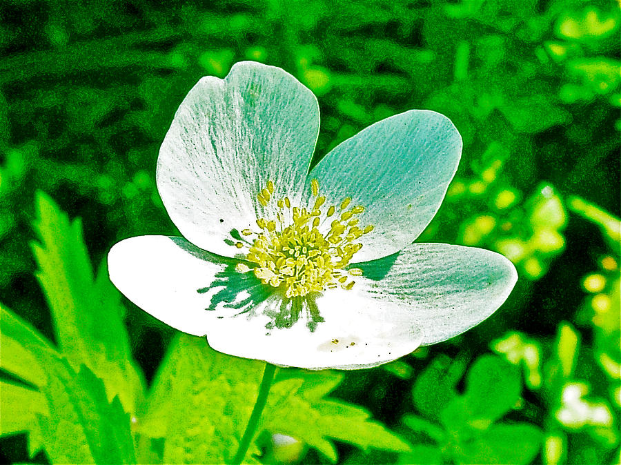 Wood Anemone in CedarvilleMichigan Photograph by Ruth Hager Fine Art
