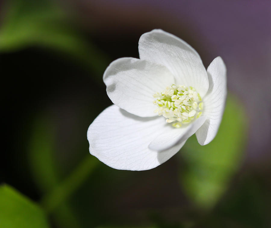 Wood Anemone Photograph by Melinda Fawver