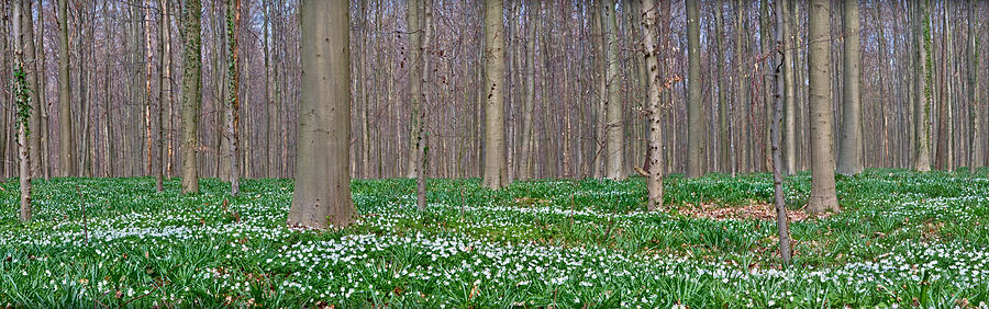 Wood Anemone Spring Forest Photograph by Dirk Ercken