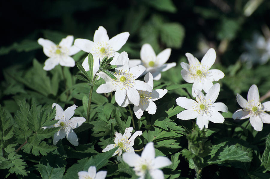 Wood Anemones Photograph by Chris Dawe/science Photo Library