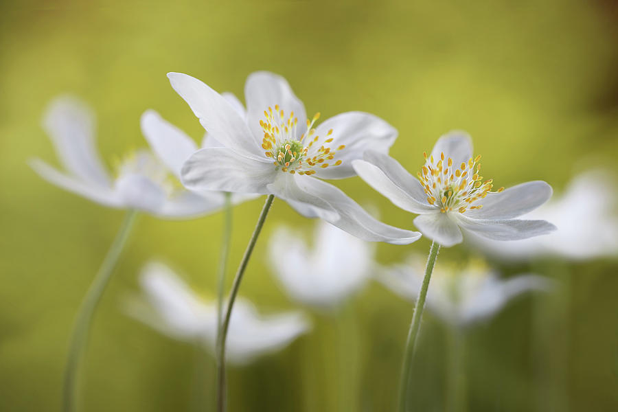 Anemone Photograph - Wood Anemones by Mandy Disher