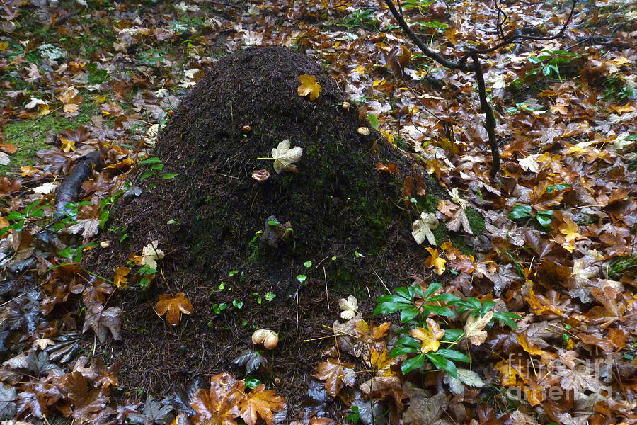 Wood Ants Nest in Autumn Photograph by Phil Banks