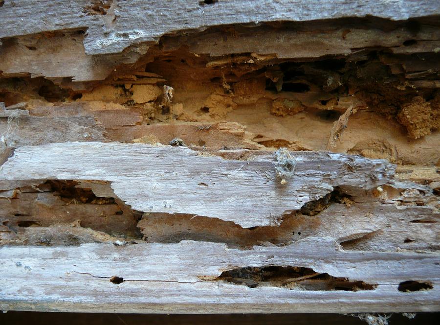 Termites Photograph - Wood Beam by Allan Richter