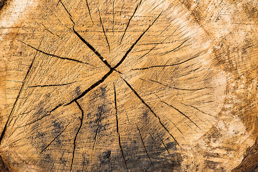 Wood - Cut Surface Of A Tree Log Photograph