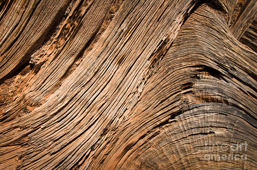 Nature Photograph - Wood by Delphimages Photo Creations