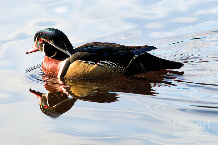 Wood Duck 1 Photograph by Terry Elniski