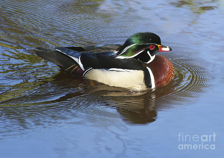 Wood Duck 2 Photograph by Sharon Talson