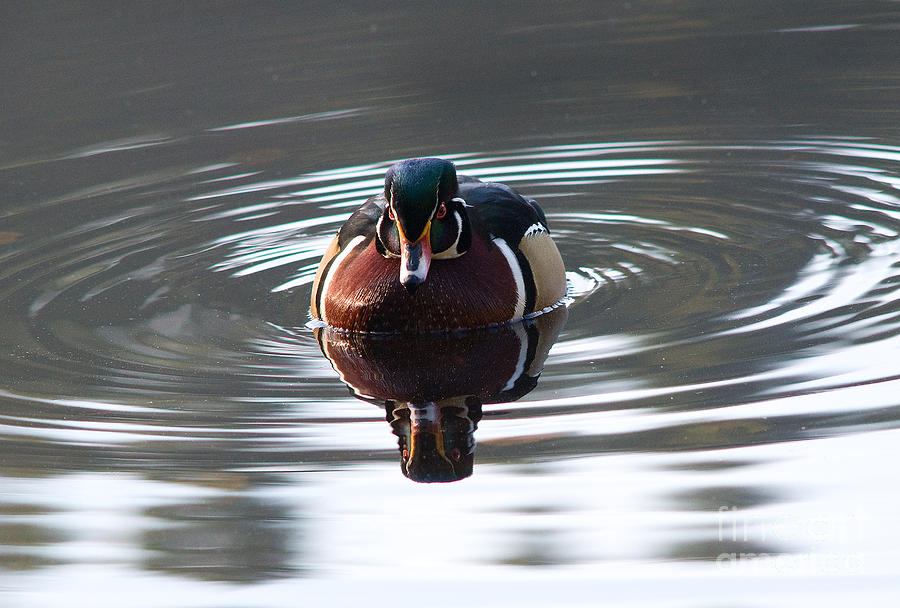 Wood Duck 3 Photograph by Terry Elniski
