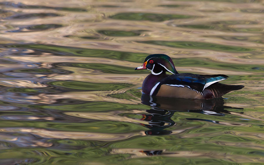 Duck Photograph - Wood Duck 4 by Fran Riley