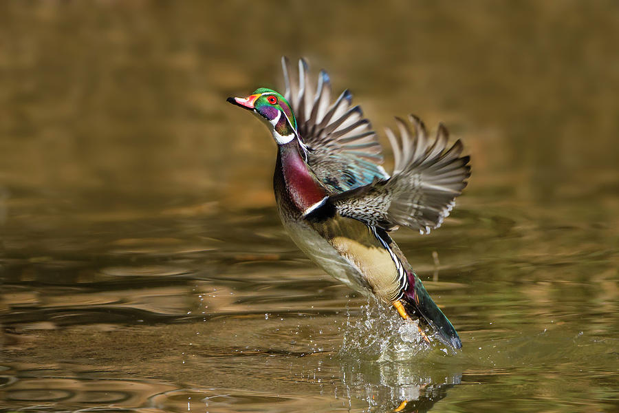 Wood Duck (aix Sponsa Photograph by Larry Ditto | Fine Art America