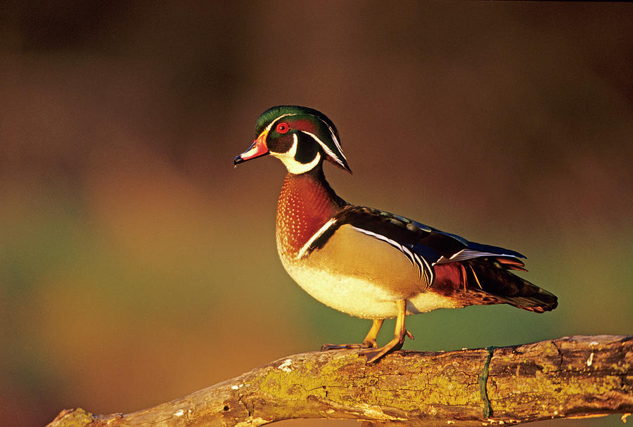 Drake Photograph - Wood Duck (aix Sponsa by Richard and Susan Day