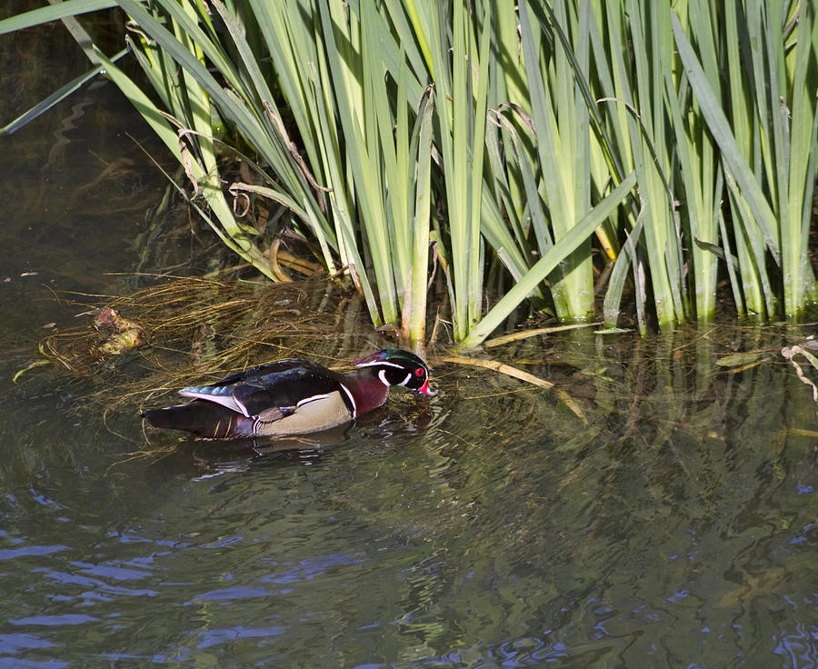 Wood Duck and Cattails Photograph by Kathy Clark
