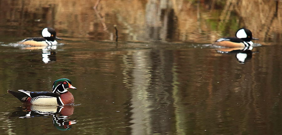 Wood Duck and Hooded Mergansers Photograph by Dale Kauzlaric