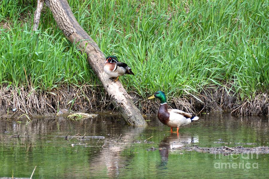 Tree Photograph - Wood Duck and Mallard by M Dale