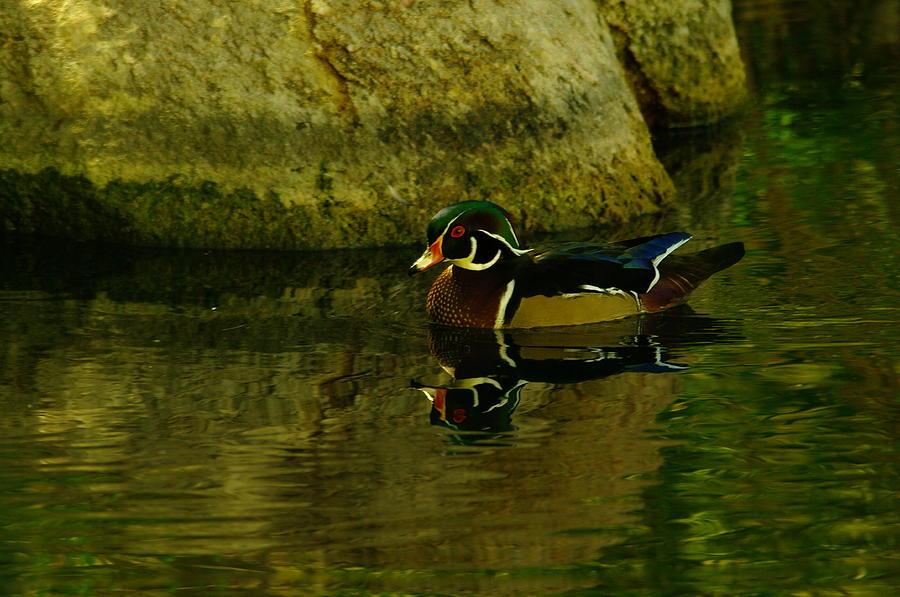 Wood duck and reflection Photograph by Jeff Swan