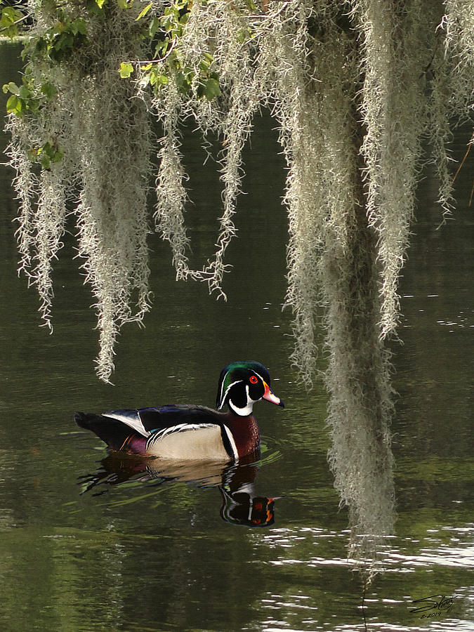 Wood Duck and Spanish Moss Painting by Spadecaller