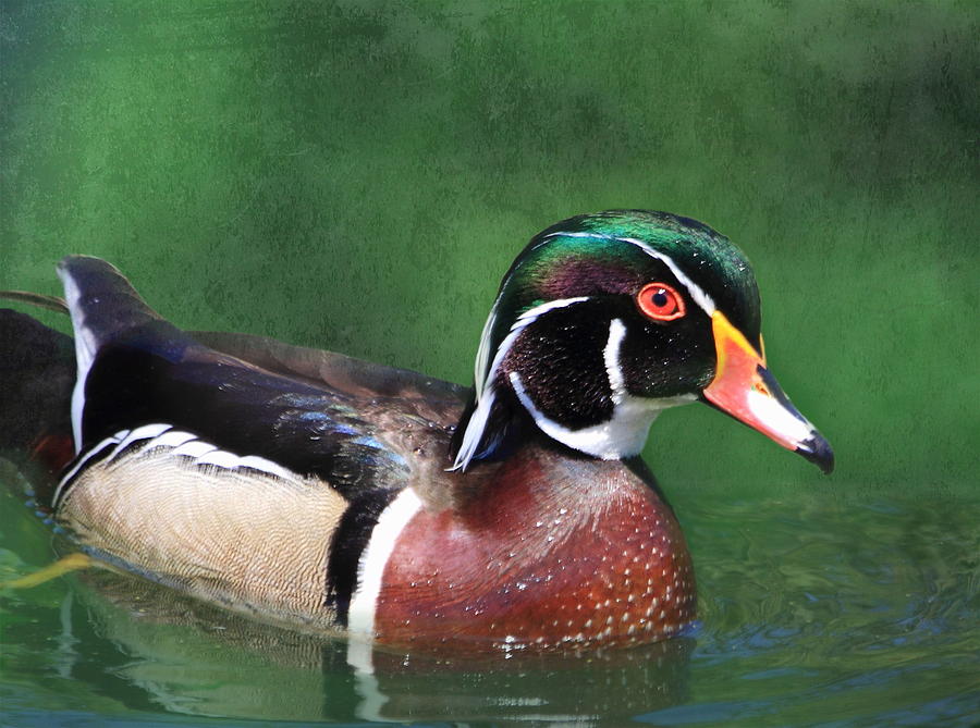 Wood Duck Photograph by Angie Vogel