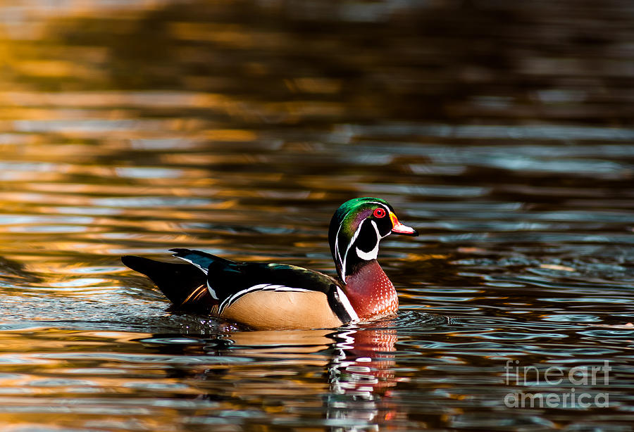 Wood Duck At Morning Photograph by Robert Frederick
