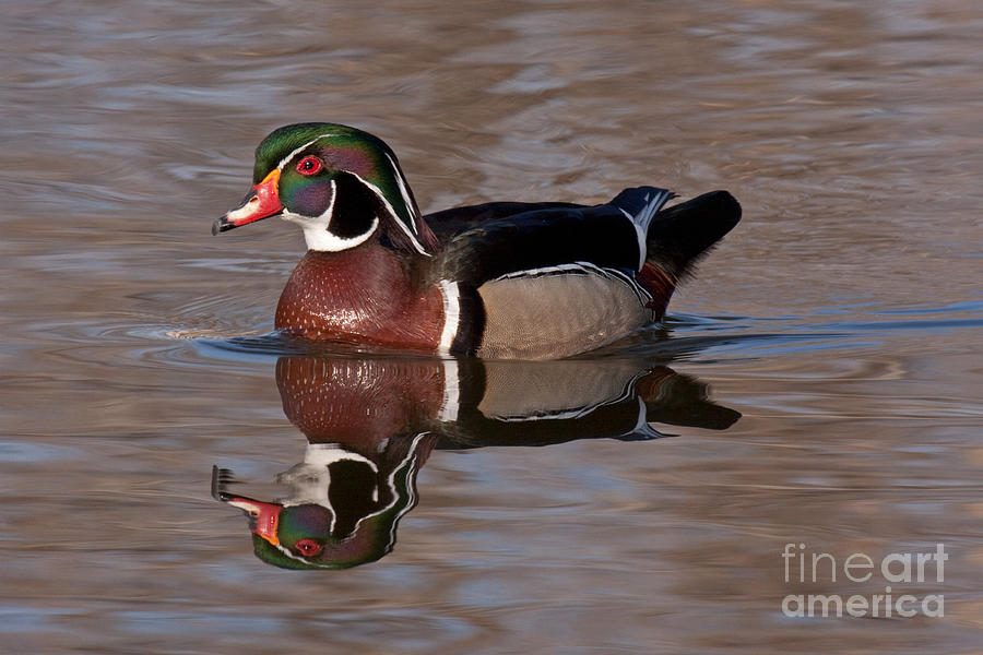 Wood Duck at Sterne Lake Photograph by Fred Stearns