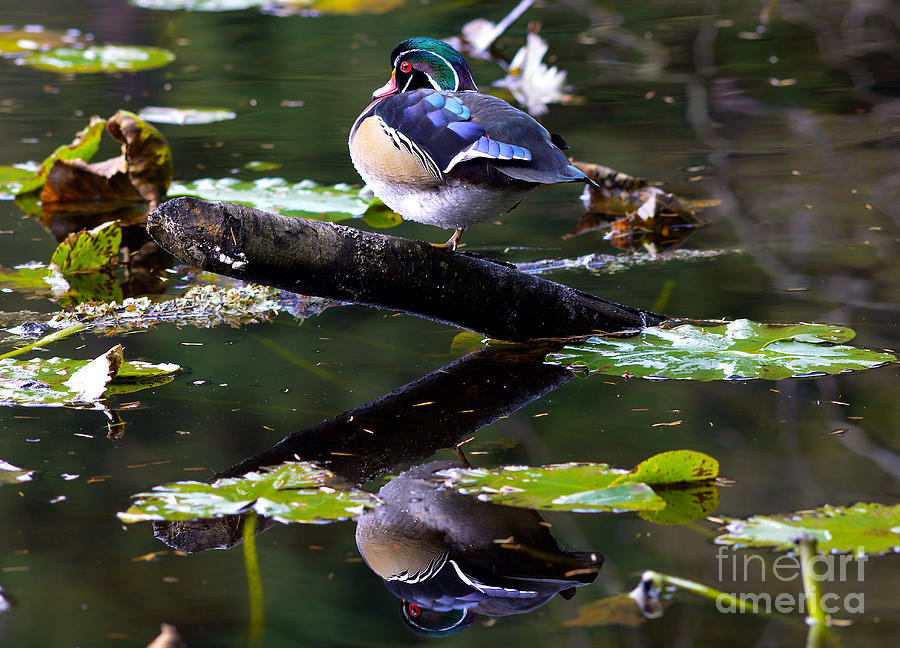 Wood Duck Balancing Act 1 Photograph by Terry Elniski