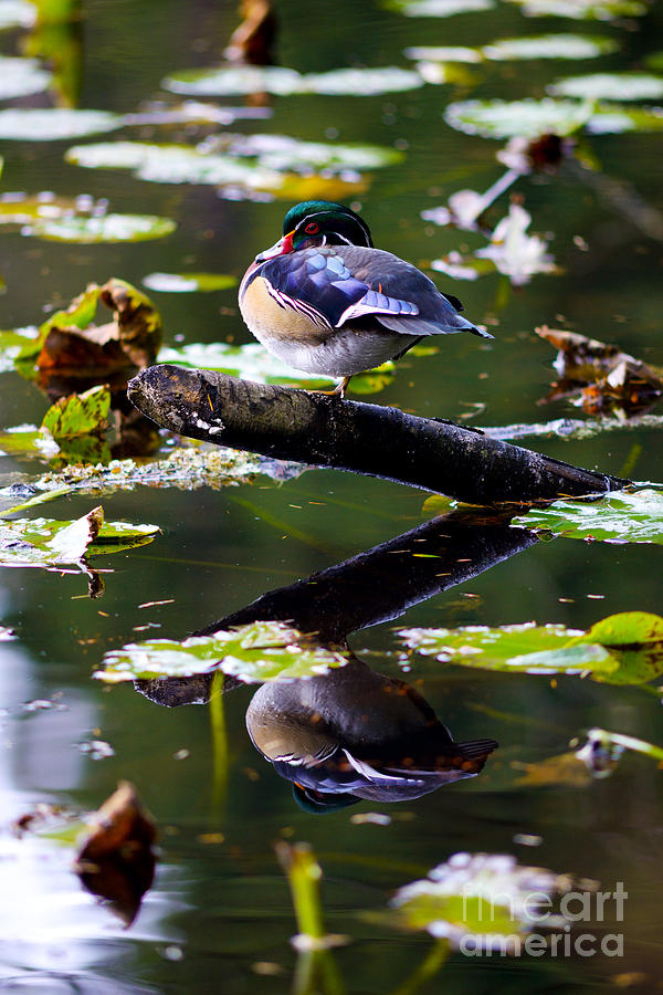 Wood Duck Balancing Act 2 Photograph by Terry Elniski