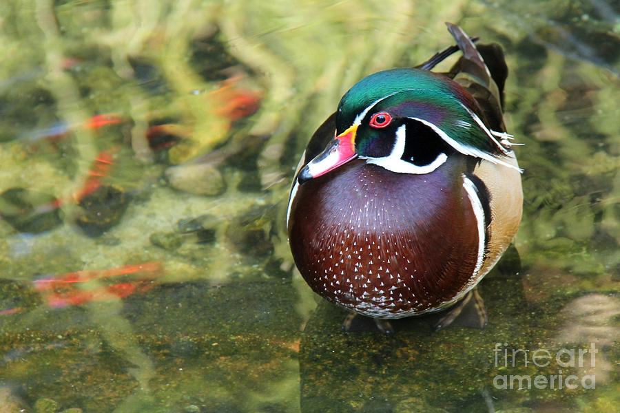 Duck Photograph - Wood Duck Be Still by Browne and Huettner Fine Art