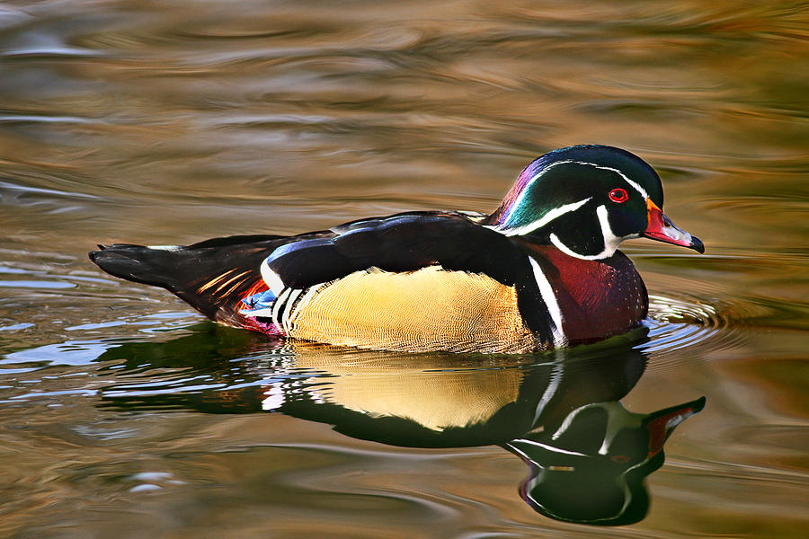 Wood Duck Beauty Photograph by Abram House