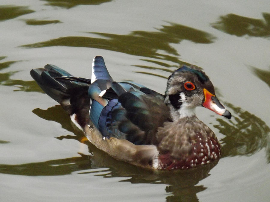 Wood Duck Photograph by Brenda Brown