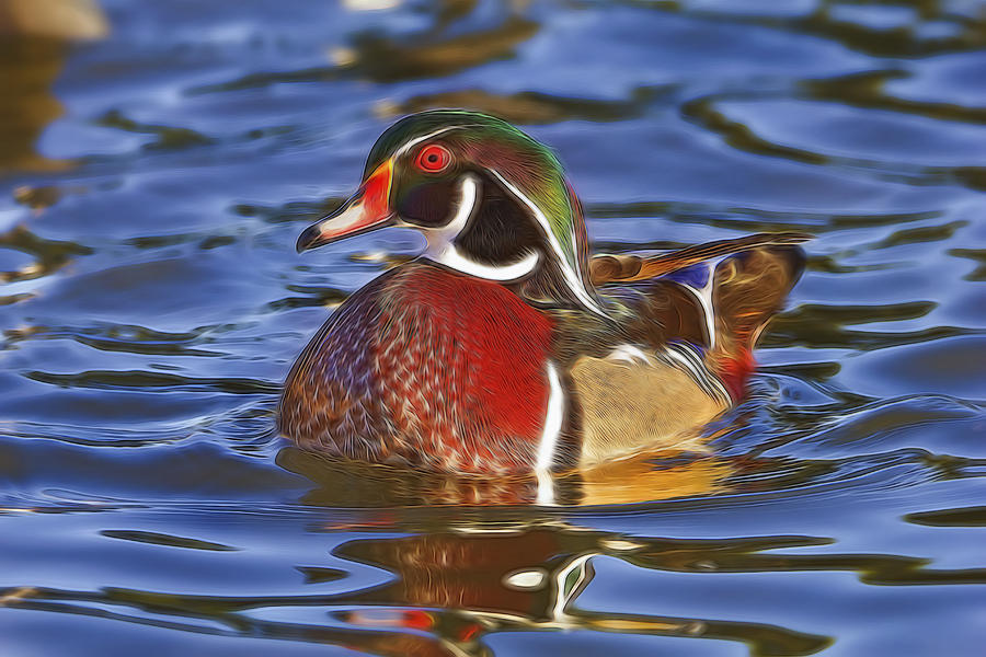 Wood Duck  Photograph by Brian Cross
