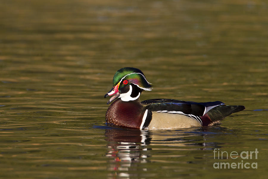 Wood duck calling Photograph by Bryan Keil
