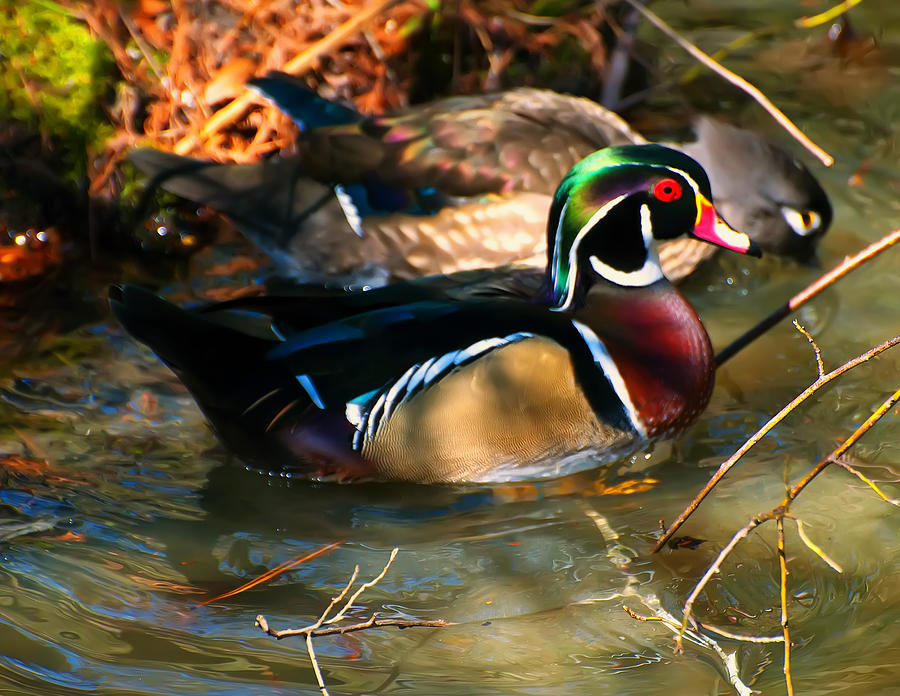 Wood Duck Photograph by Flees Photos