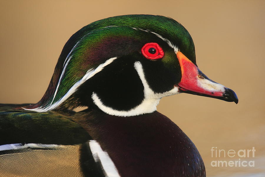Wood Duck Color Photograph by John F Tsumas