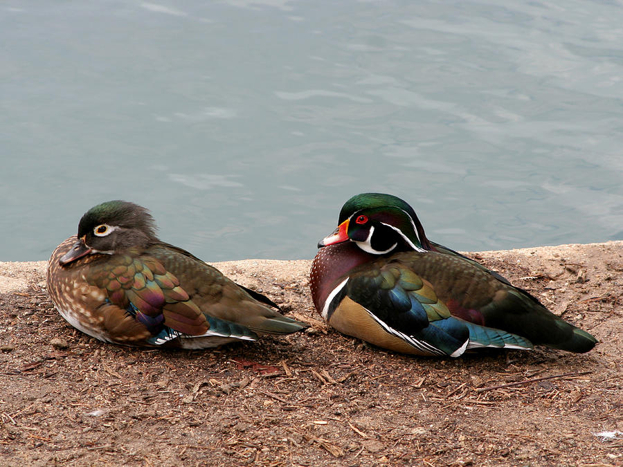 Duck Photograph - Wood Duck Couple by Bob and Jan Shriner