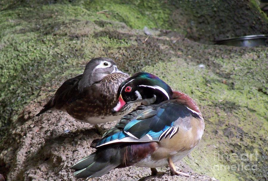 Wood Duck Couples Photograph by Lingfai Leung
