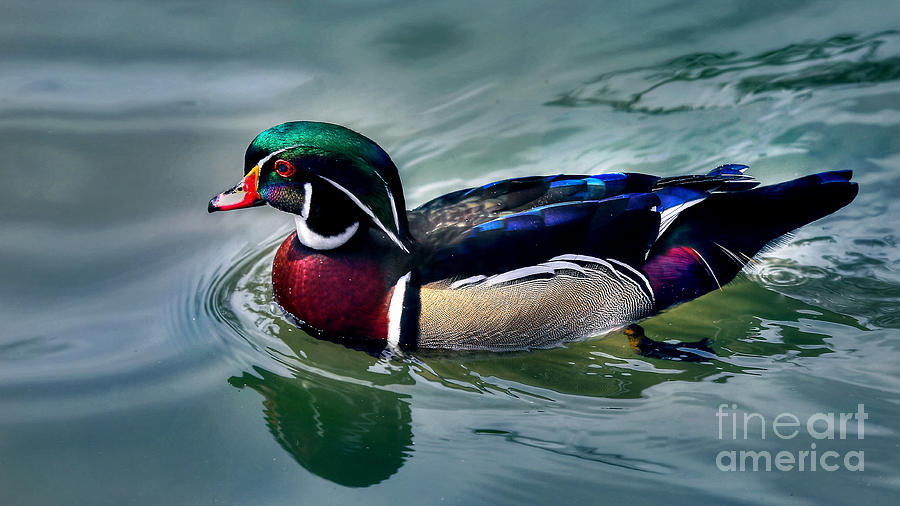 Wood Duck Photograph by D Wallace