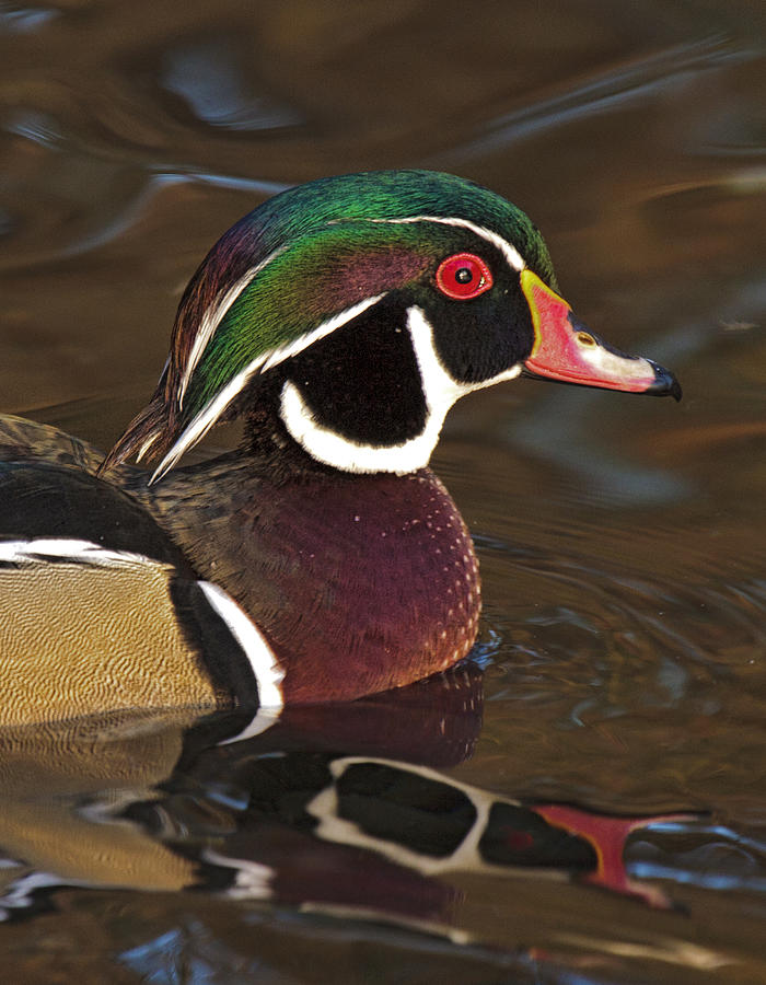 Wood Duck Photograph by Wes and Dotty Weber
