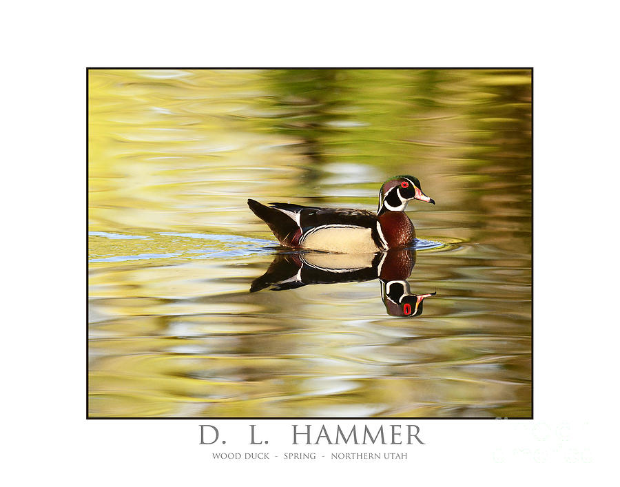 Wood Duck Photograph by Dennis Hammer