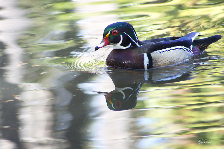Wood Duck Photograph by Diana Haronis