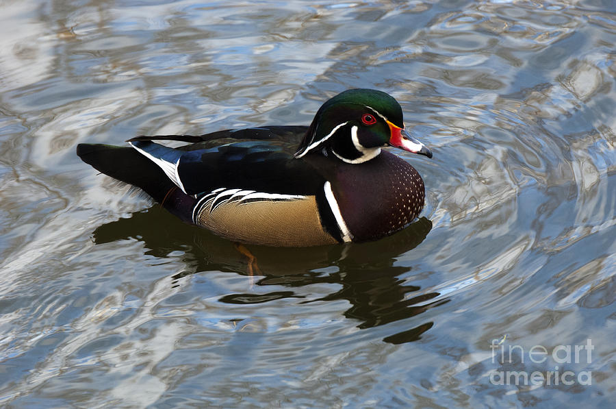 Duck Photograph - Wood Duck Drake 1 by Bob Christopher