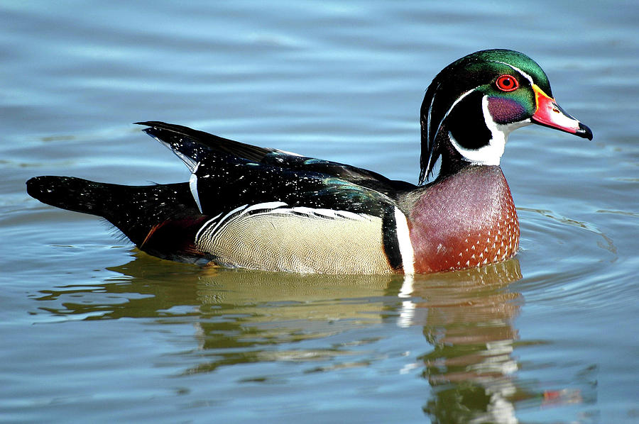 Wood Duck Drake Photograph by Clay Coleman/science Photo Library