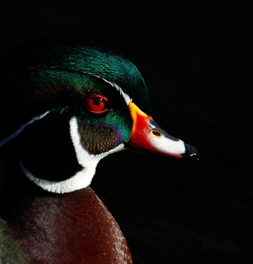 Wood Duck Drake Close Up Photograph by Steve McKinzie