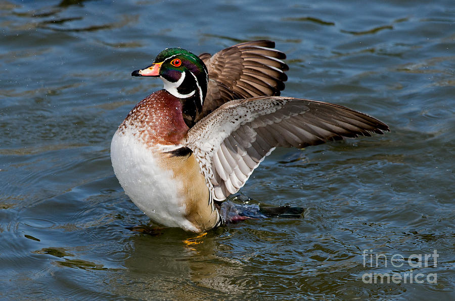 Wood Duck Drake Flapping Wings Photograph by Anthony Mercieca