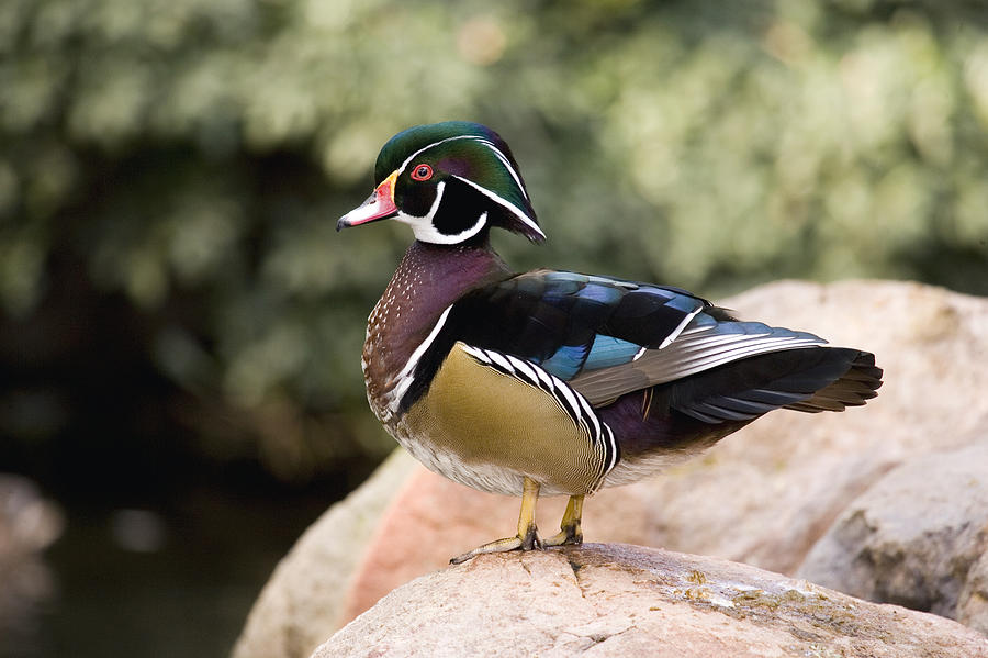 Wood Duck Drake In Breeding Plumage Photograph by Tom Vezo