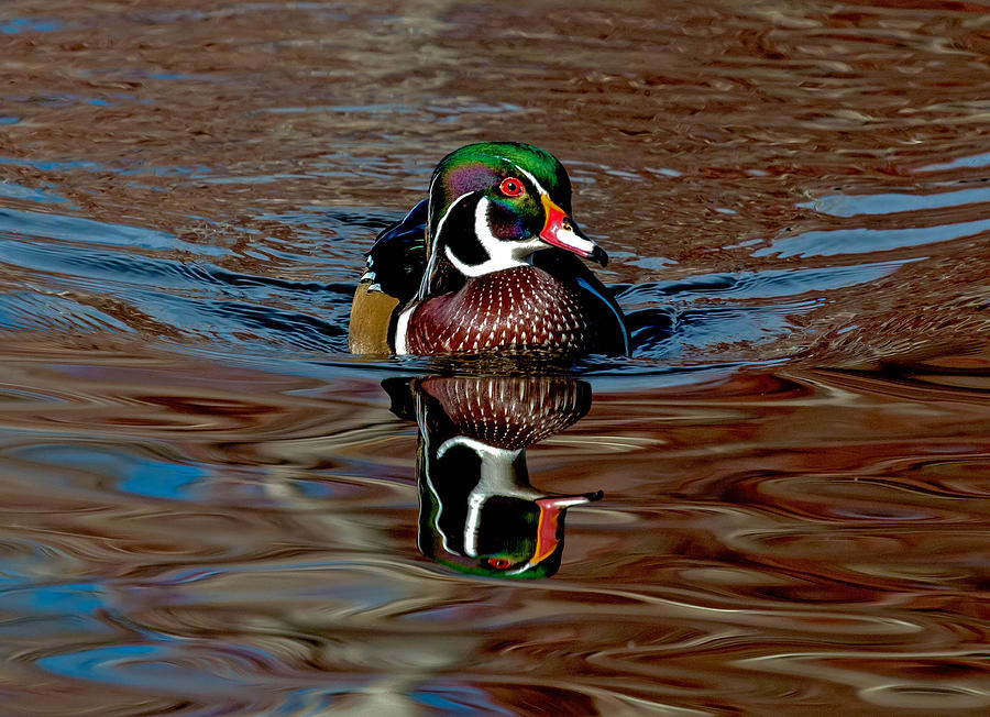 Wood Duck Drake in Chocolate Water Photograph by Dawn Key