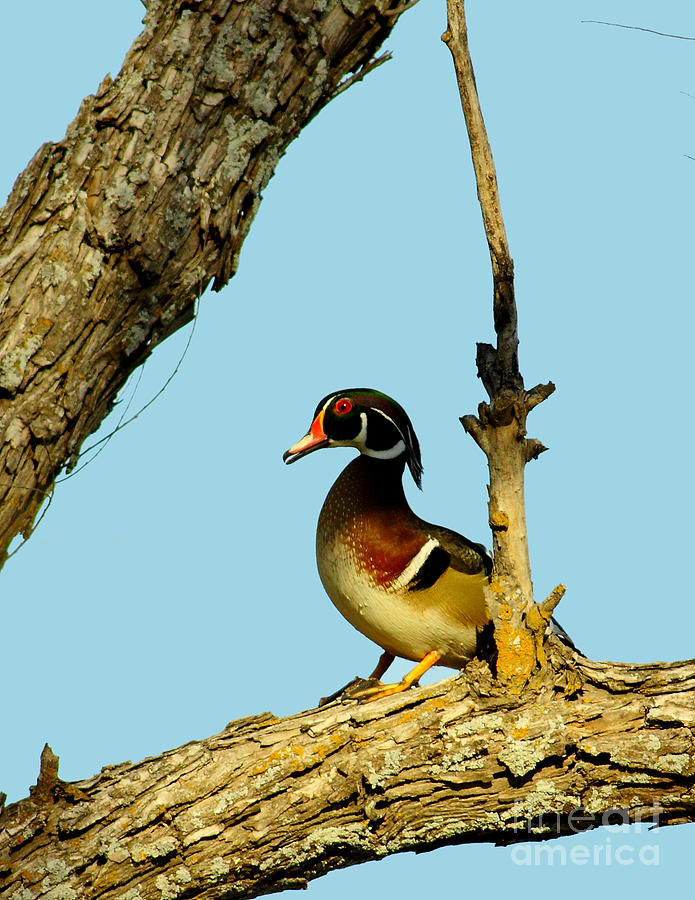 Wood Duck Drake In Tree Photograph by Robert Frederick