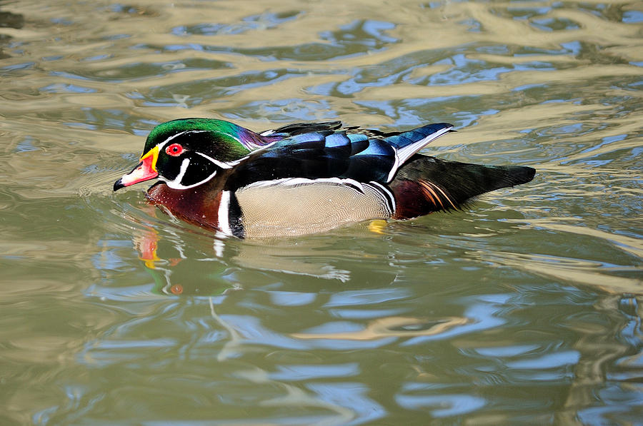 Duck Photograph - Wood Duck Drake  by James Lewis