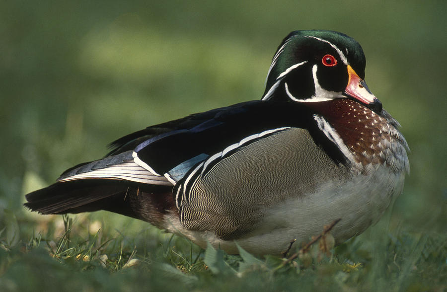 Wood Duck Drake Photograph by Jeffrey Lepore