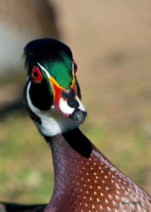 Wood Duck Drake Looking at Me Photograph by Stephen Johnson