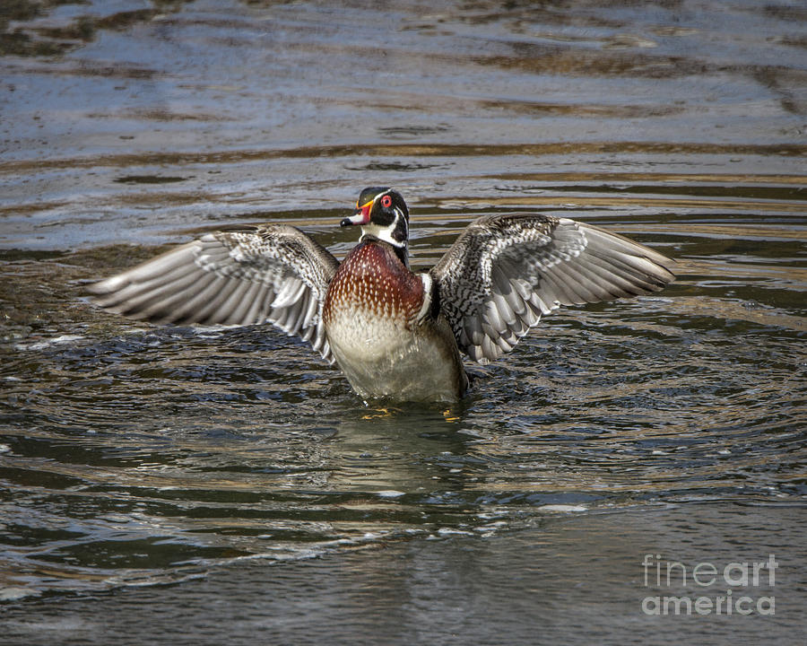 Wood Duck Drake wing flap Photograph by Ronald Lutz