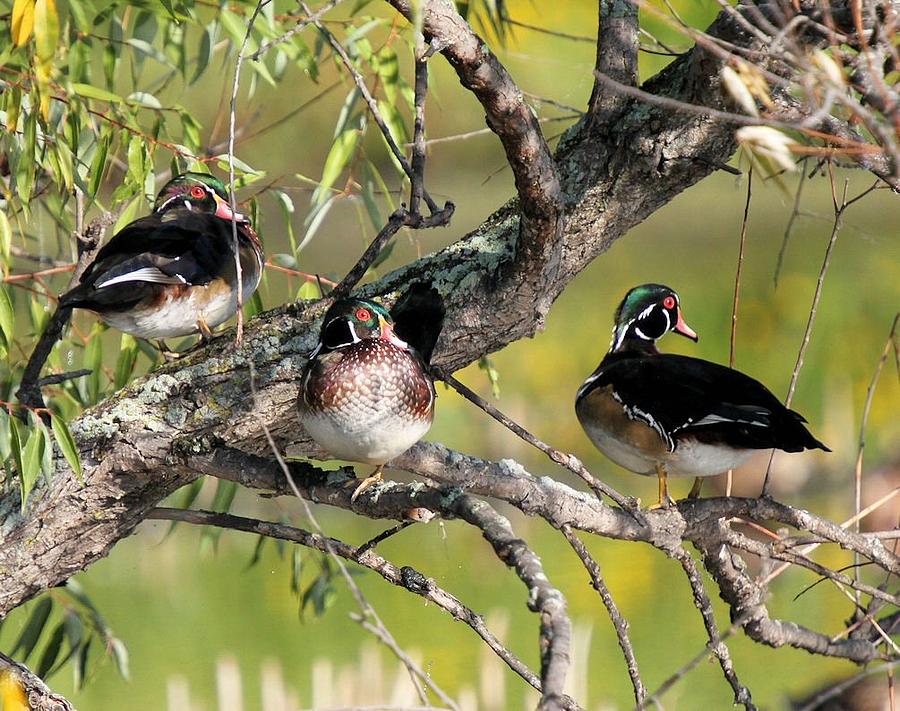 Wood Duck Drakes in Tree Photograph by John Dart